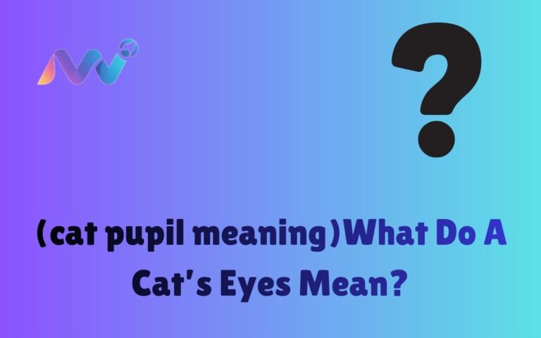 (cat pupil meaning)What Do A Cat’s Eyes Mean