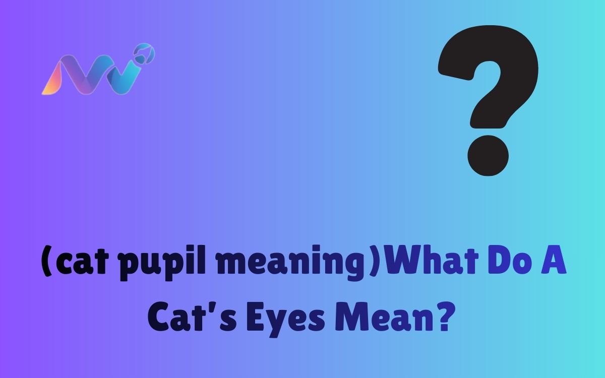 (cat pupil meaning)What Do A Cat’s Eyes Mean
