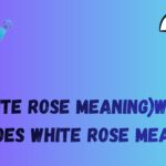 (white rose meaning)what does white rose mean